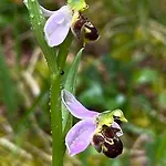 Les Orchidees بيت للعطل