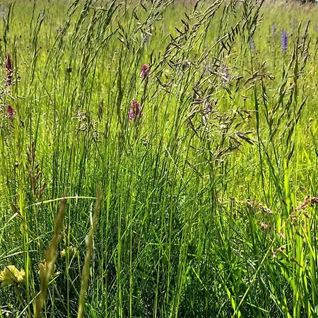 別荘 Les Orchidees *