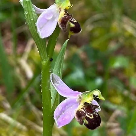 Les Orchidees 펜션