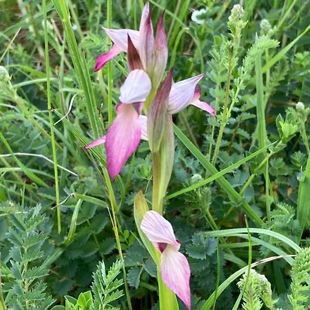 펜션 Les Orchidees *