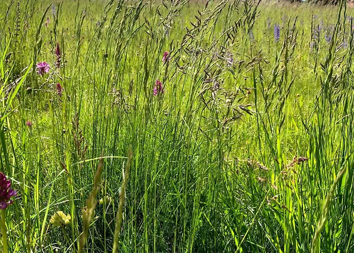 別荘 Les Orchidees *